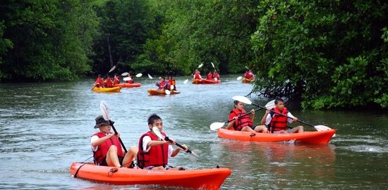 mangrove-kayaking